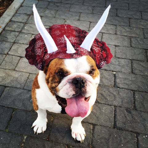 Triceratops Costume