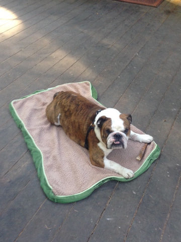 Bulldog Bed