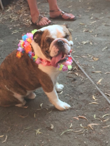 Festive bulldog lei