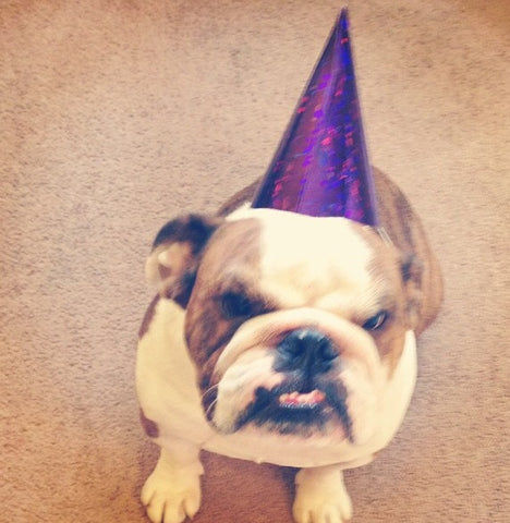 Bulldog birthday hat